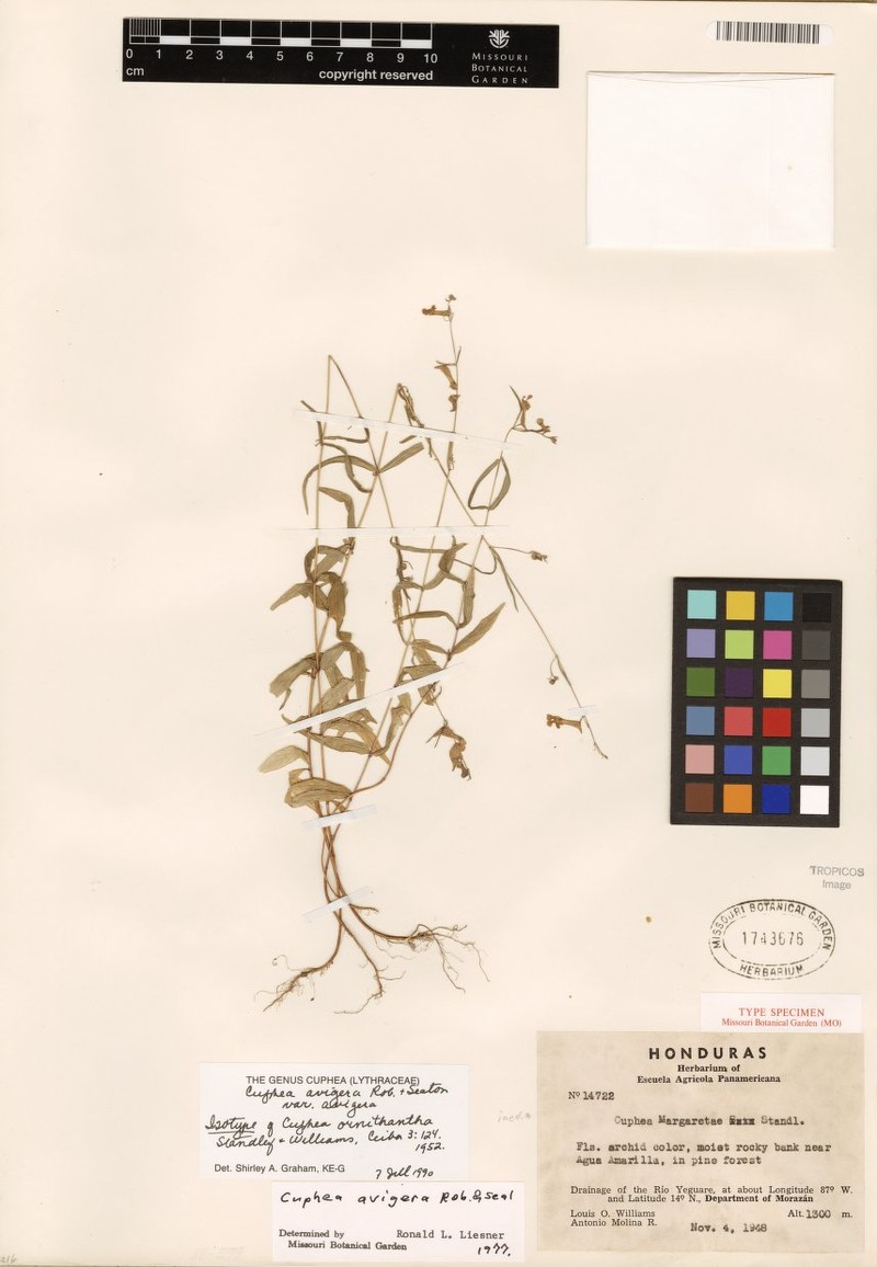 Cuphea avigera var. avigera photo 2