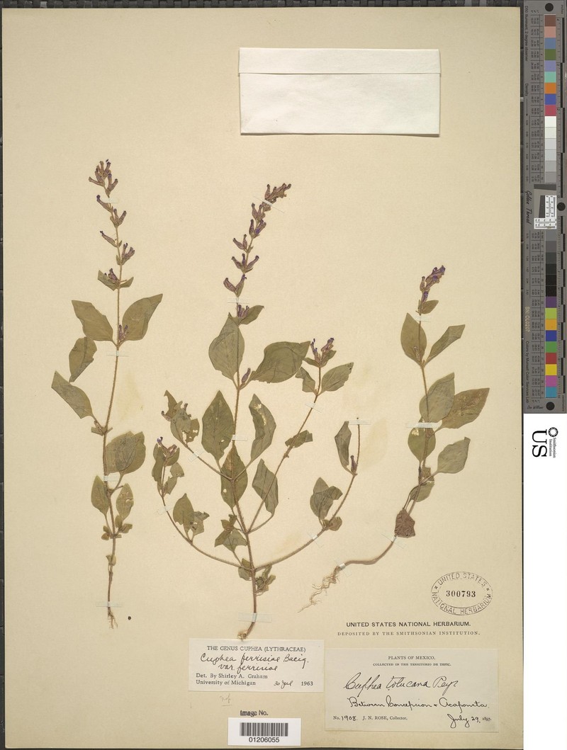 Cuphea ferrisiae var. ferrisiae
