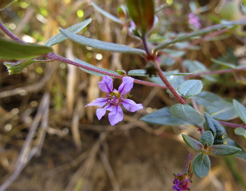 Cuphea harleyi
