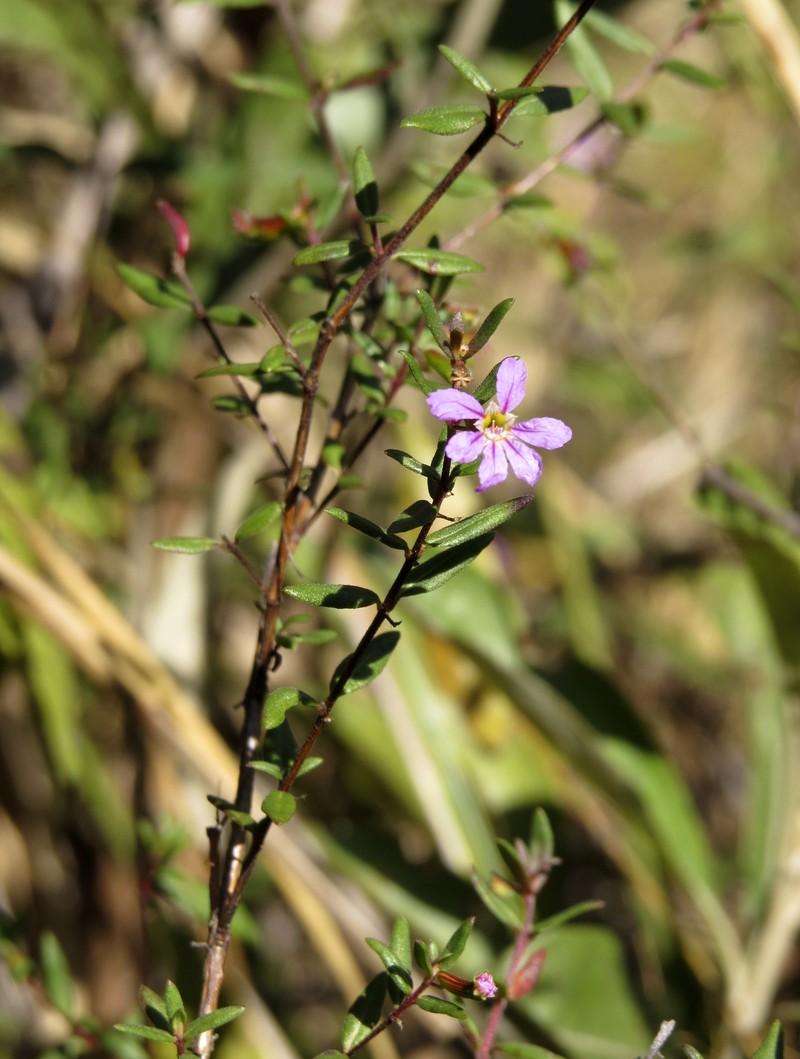 Cuphea harleyi photo 4