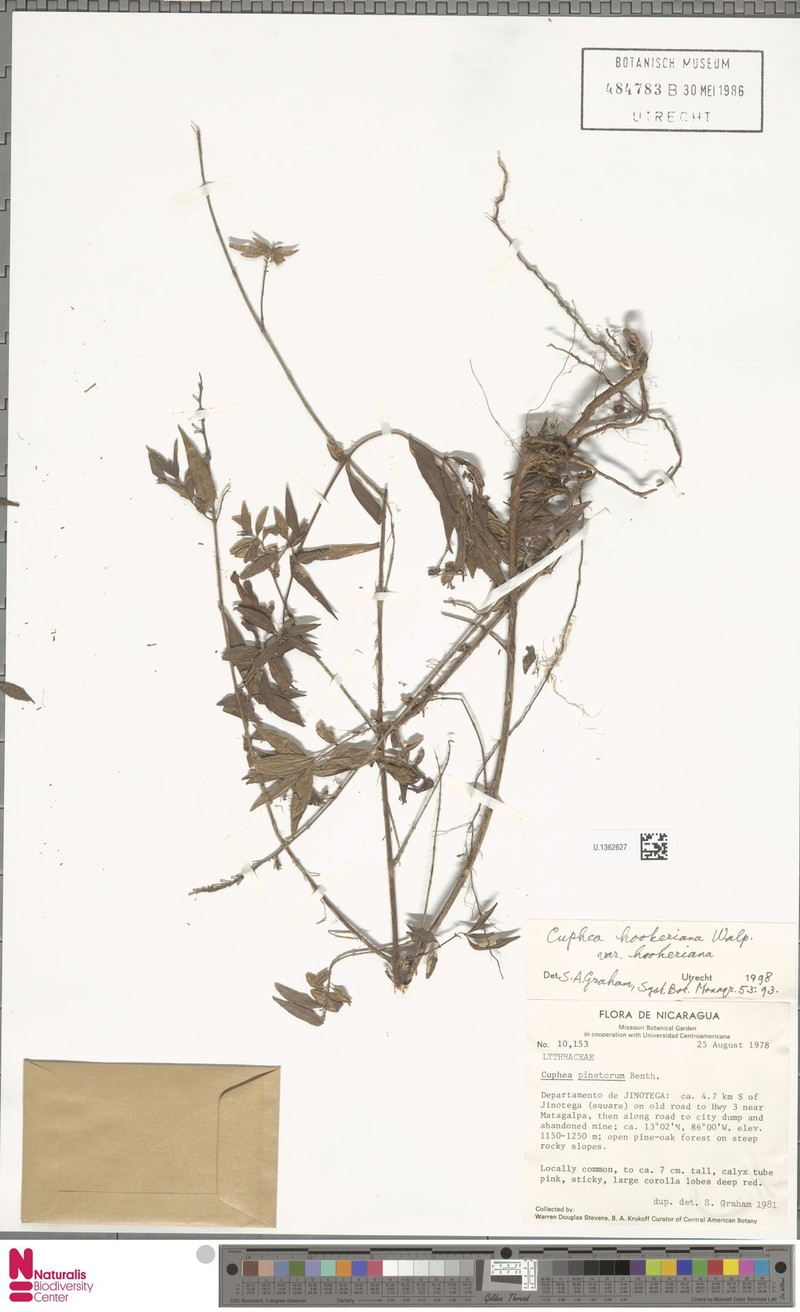 Cuphea hookeriana var. hookeriana