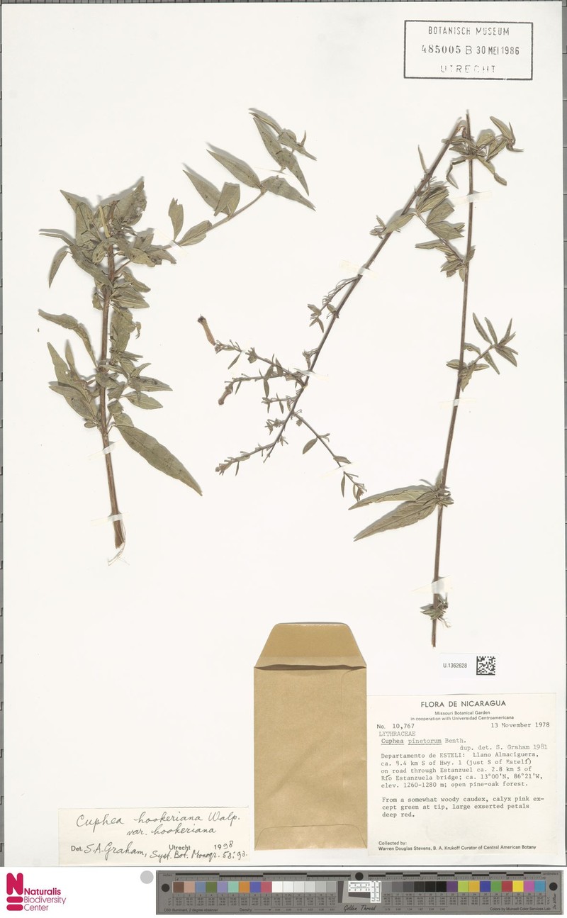 Cuphea hookeriana var. hookeriana photo 2
