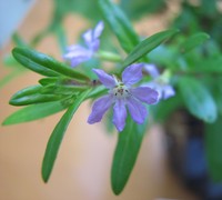 False Heather