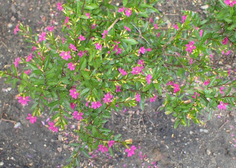 False Heather photo 2