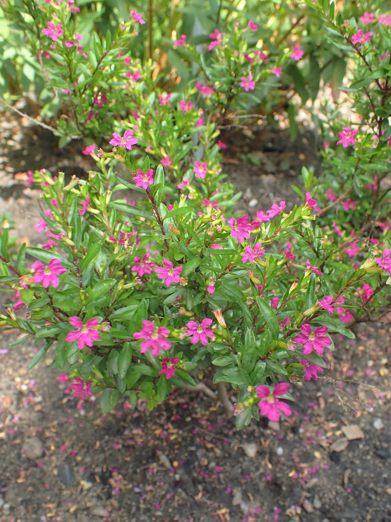 False Heather photo 3