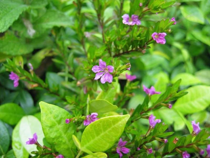 False Heather photo 4