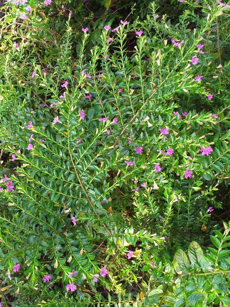 False Heather photo 5