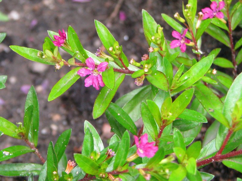 False Heather photo 7