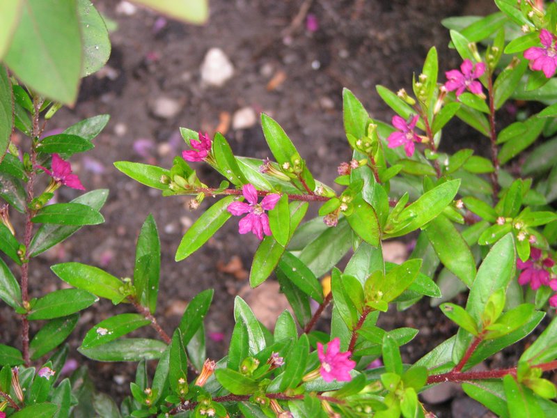 False Heather photo 8
