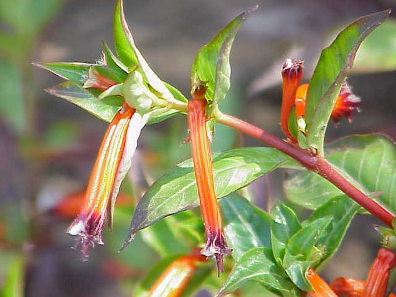 Cigar Flower photo 5