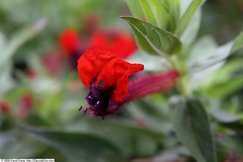 Cigar Flower photo 6
