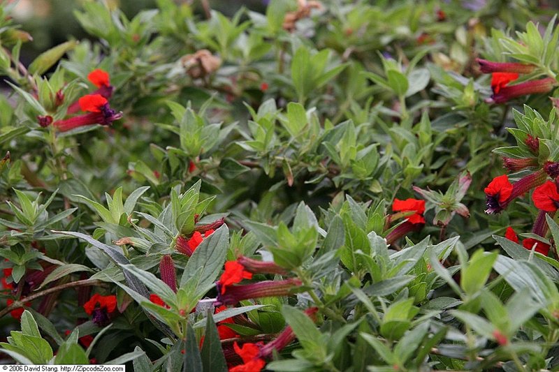 Cigar Flower photo 7