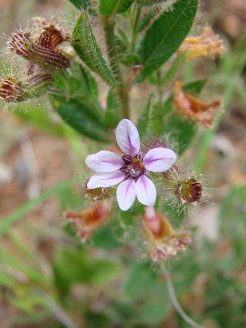 Tinypetal Waxweed