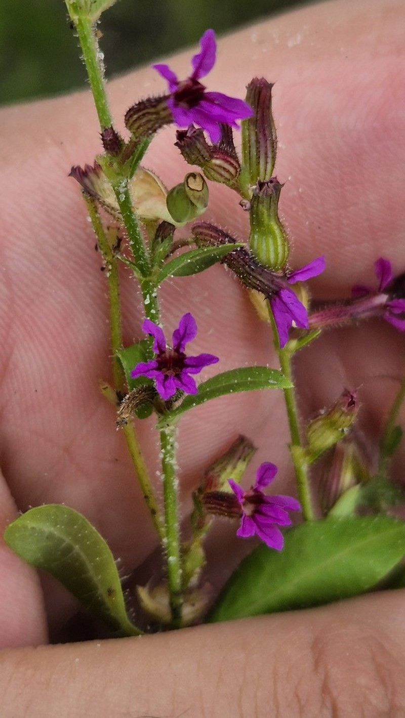Tinypetal Waxweed