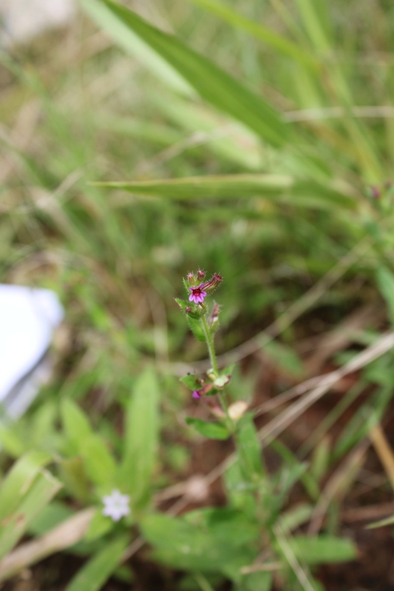 Tinypetal Waxweed photo 2