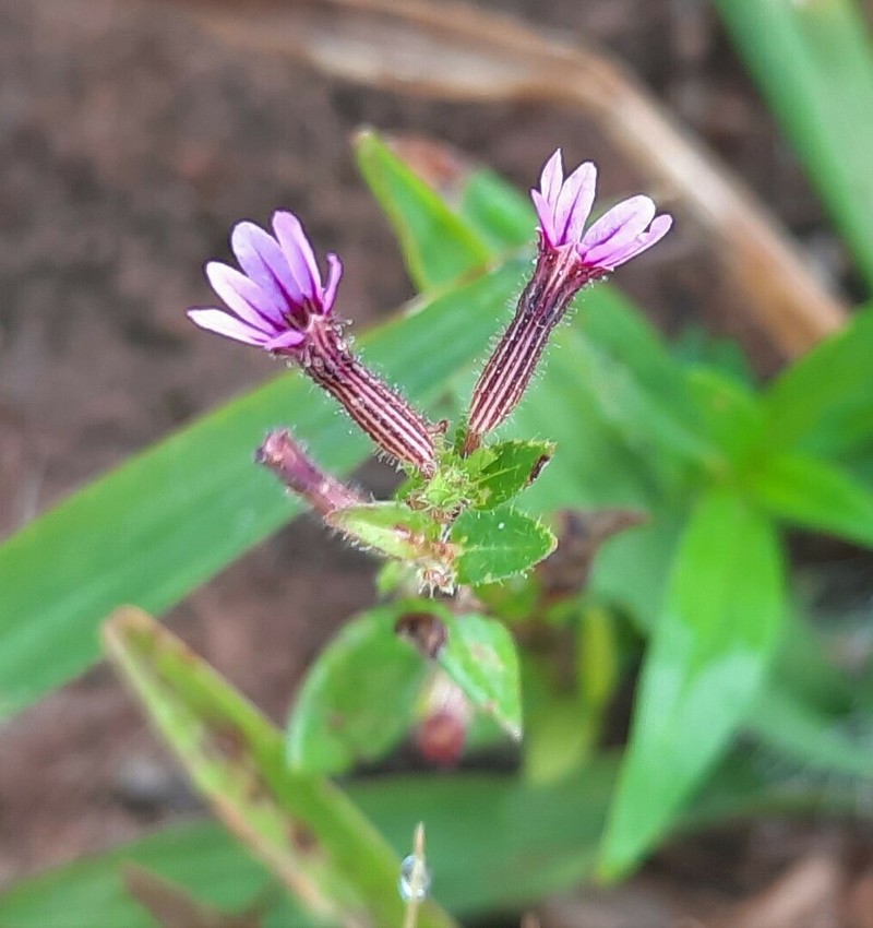 Tinypetal Waxweed photo 3