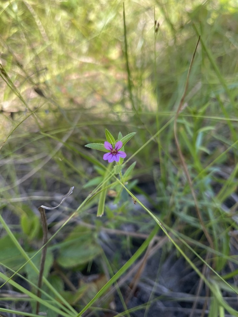Tinypetal Waxweed photo 4