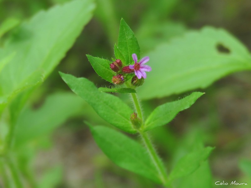 Tinypetal Waxweed photo 5