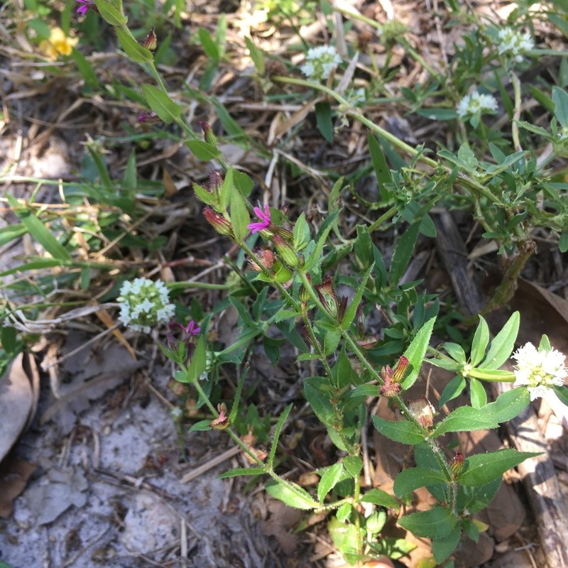 Tinypetal Waxweed photo 6
