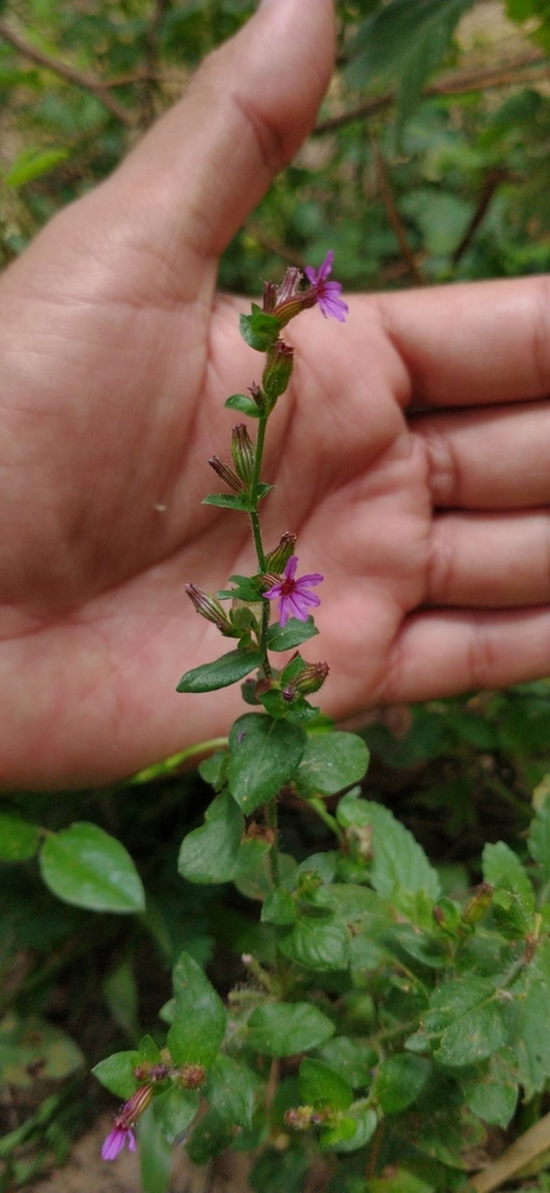 Tinypetal Waxweed photo 7