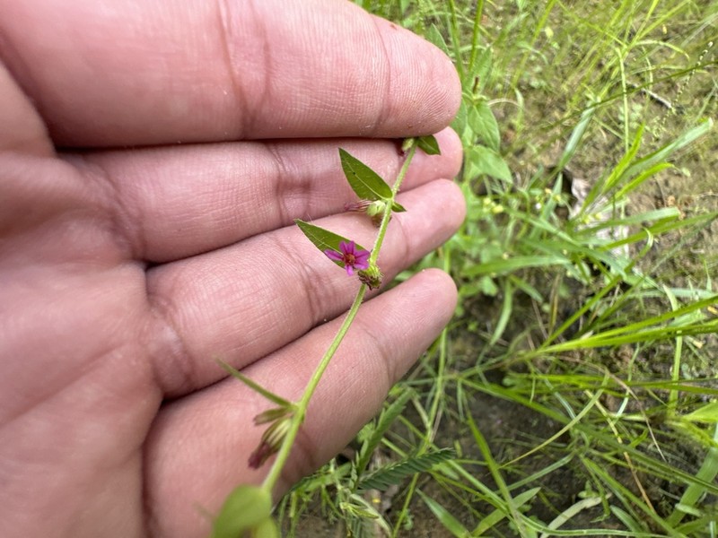 Tinypetal Waxweed photo 8