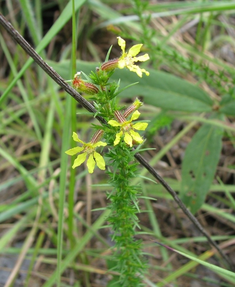 Cuphea paralarix