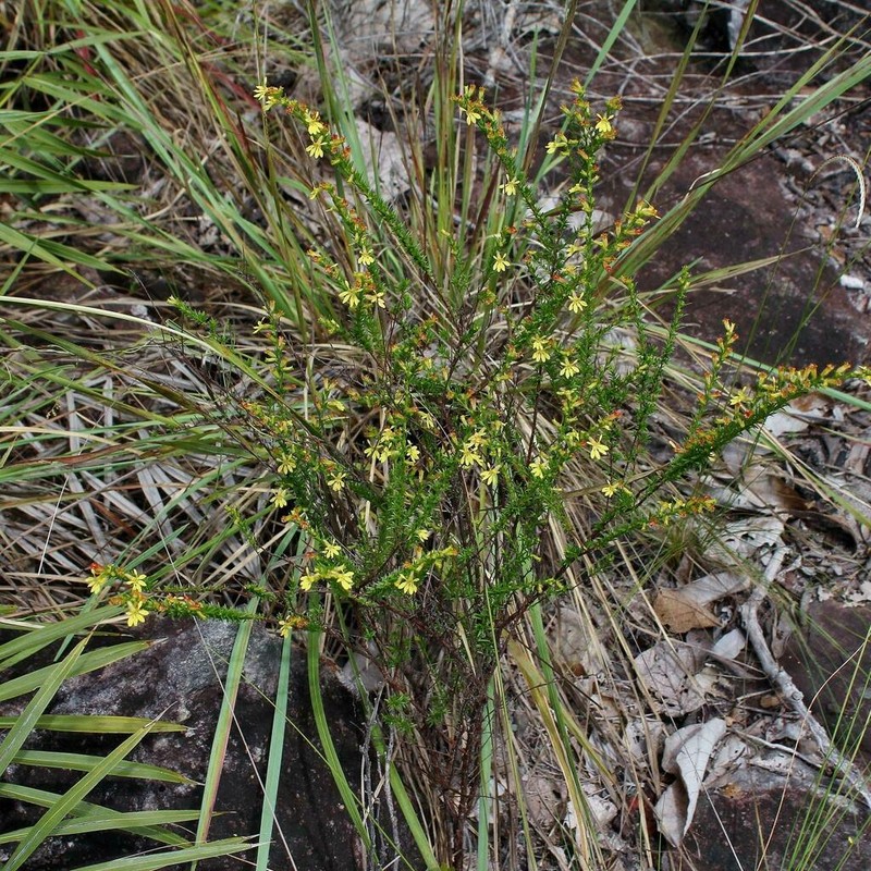 Cuphea paralarix photo 2