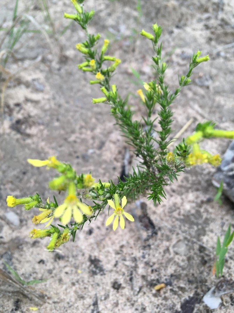 Cuphea paralarix photo 3