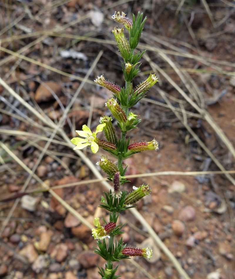 Cuphea paralarix photo 4