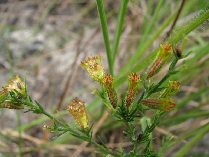 Cuphea paralarix photo 6