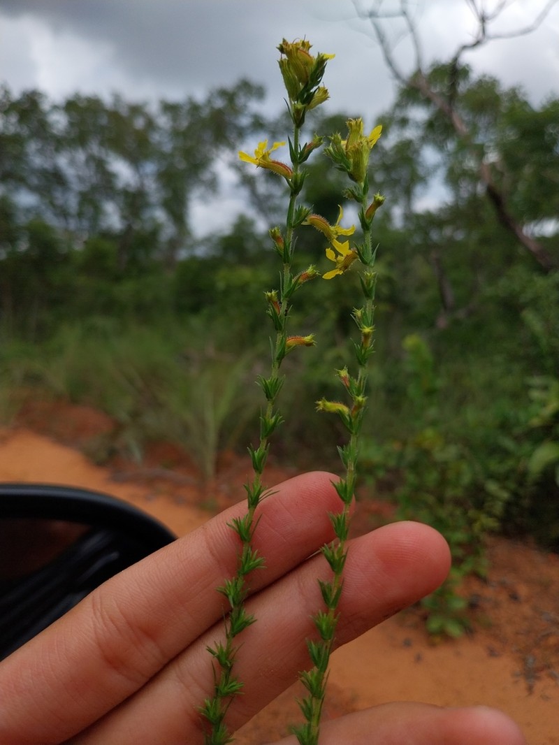 Cuphea paralarix photo 7