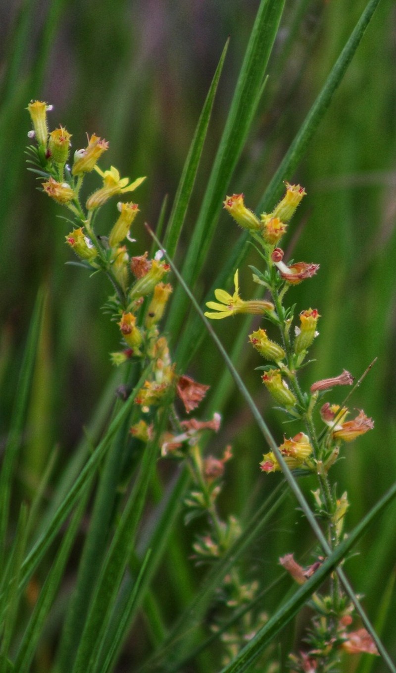 Cuphea paralarix photo 8
