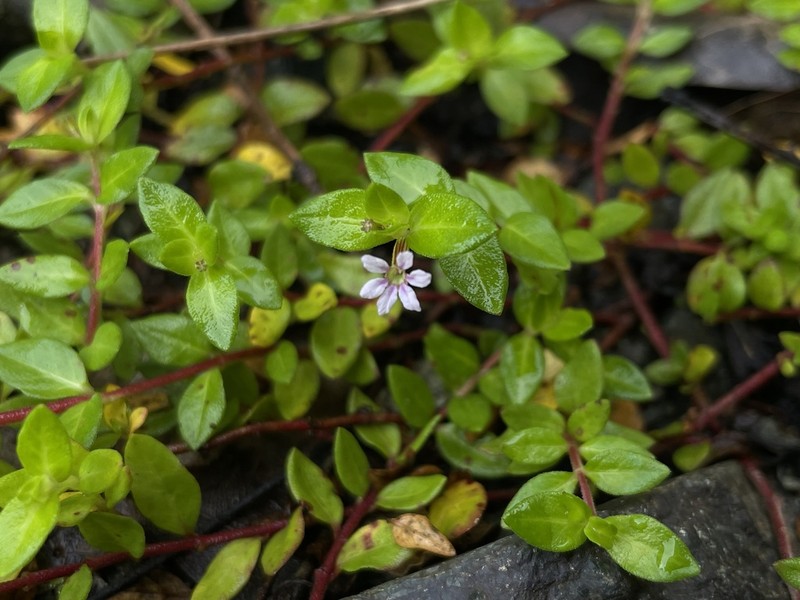 Island Waxweed