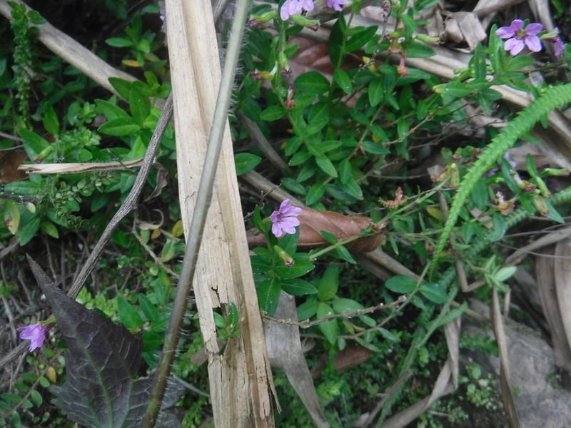 Island Waxweed photo 2