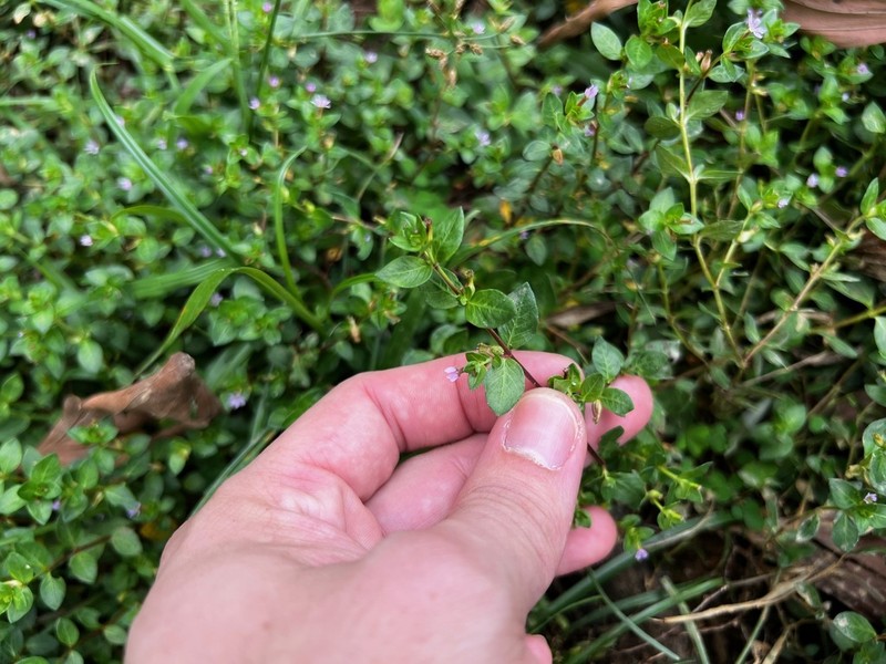 Island Waxweed photo 3