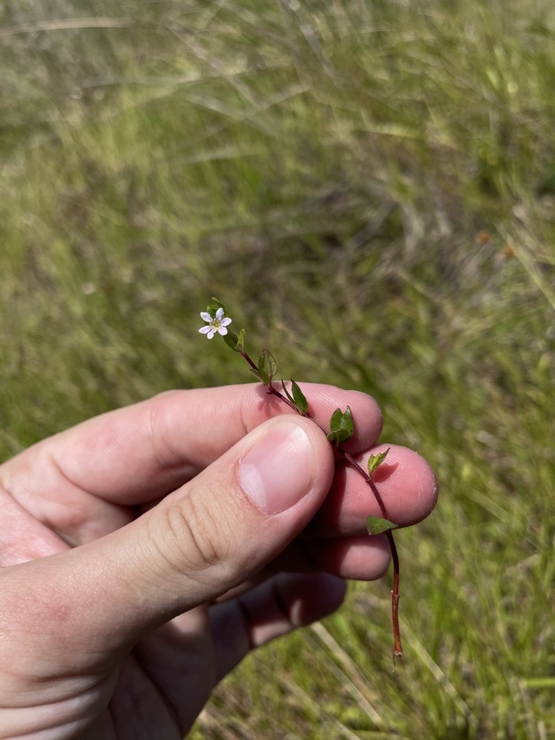 Island Waxweed photo 4