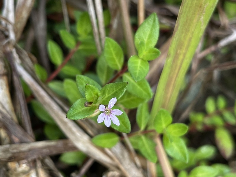 Island Waxweed photo 5