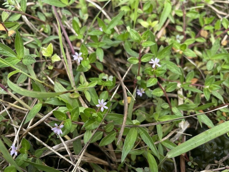 Island Waxweed photo 6