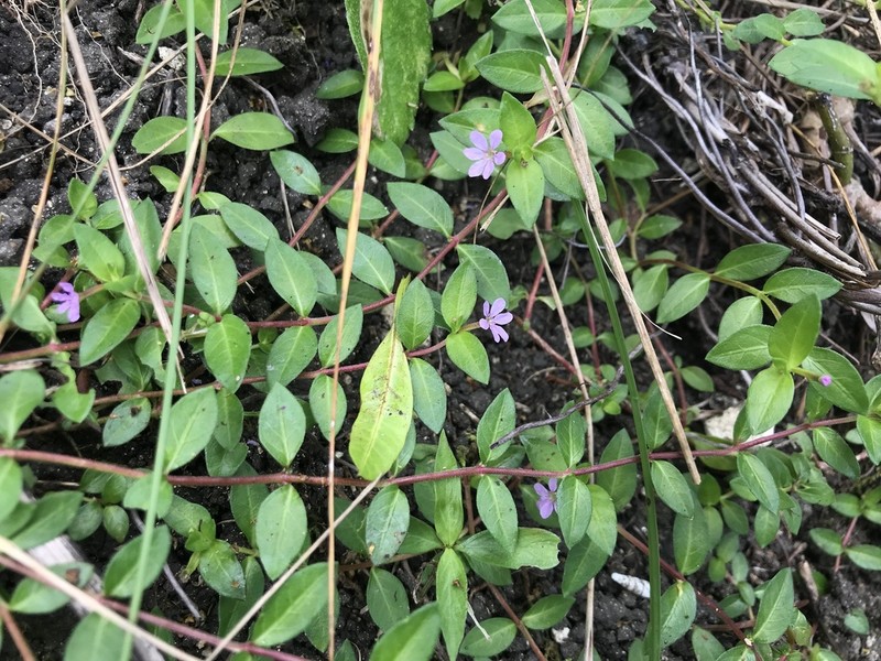 Island Waxweed photo 7