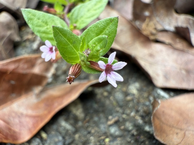 Island Waxweed photo 8
