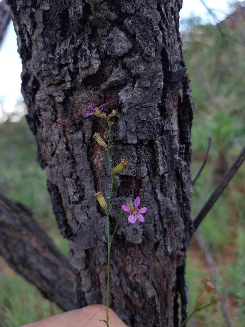 Cuphea praetermissa
