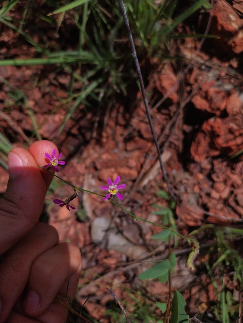 Cuphea praetermissa photo 3