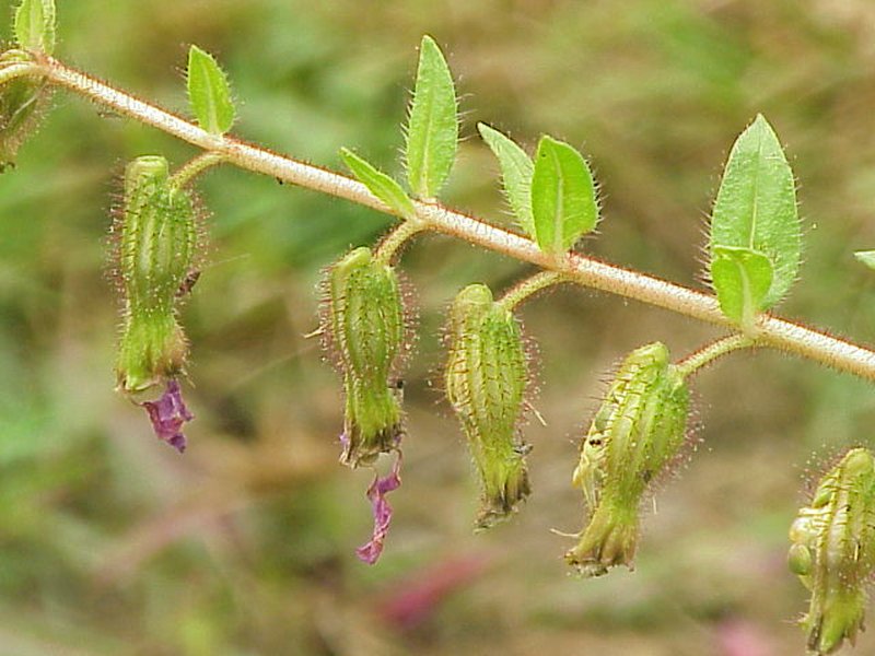 Creeping Waxweed photo 2