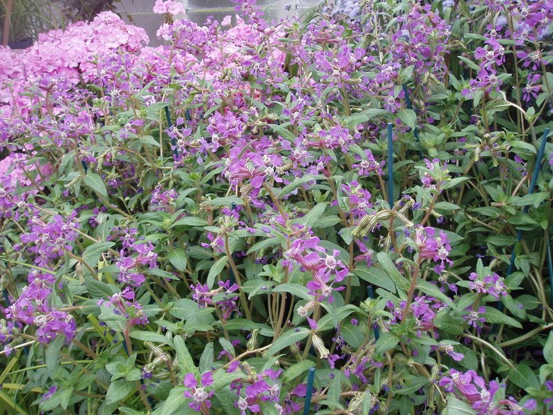 Creeping Waxweed photo 3