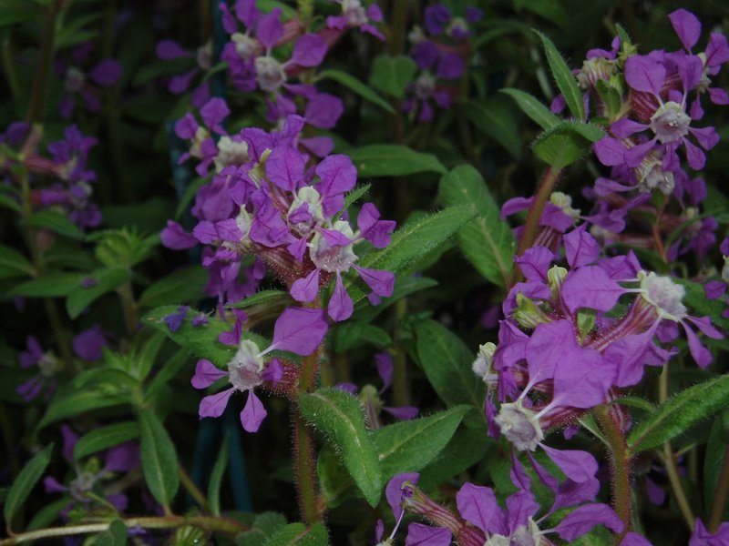 Creeping Waxweed photo 4