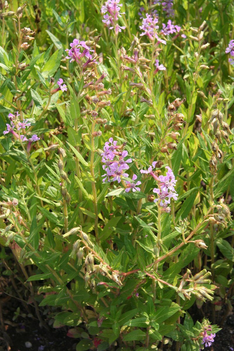 Creeping Waxweed photo 5