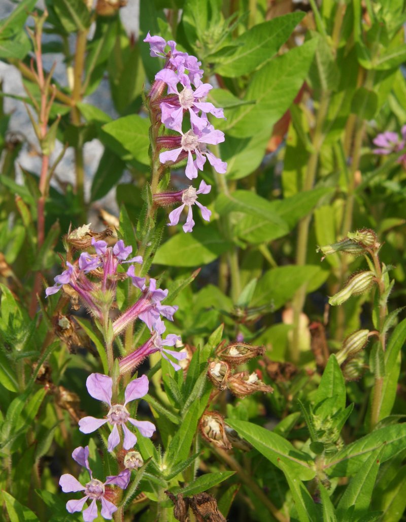 Creeping Waxweed photo 6