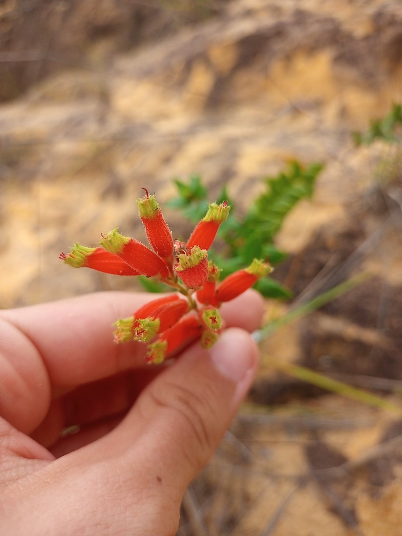 Cuphea pulchra var. pulchra