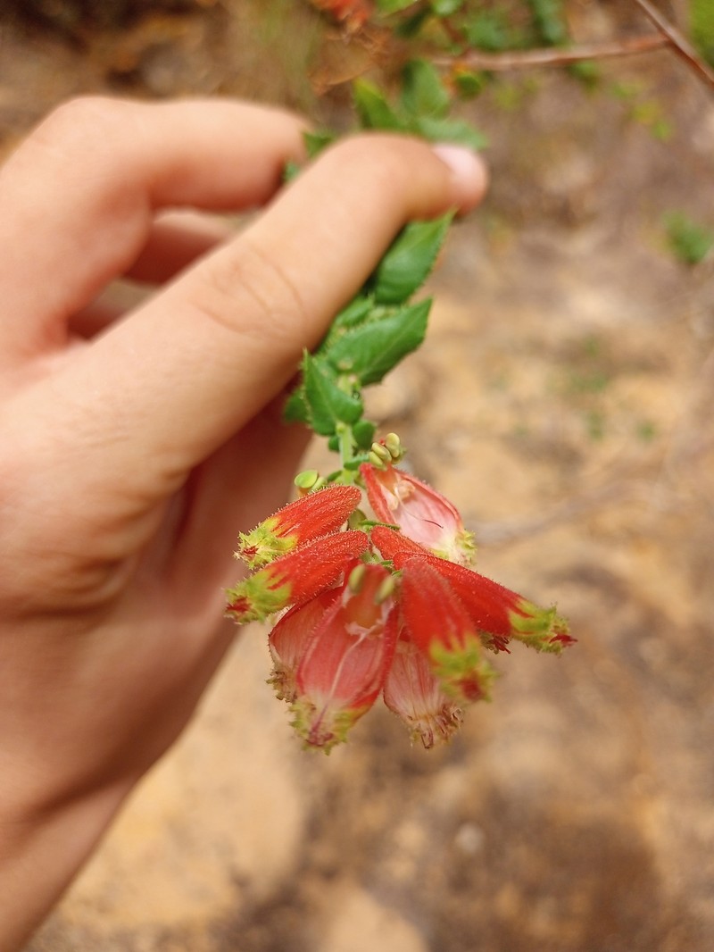 Cuphea pulchra var. pulchra photo 2
