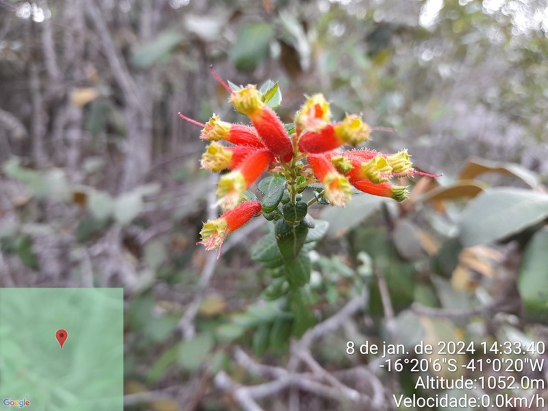 Cuphea pulchra var. pulchra photo 3